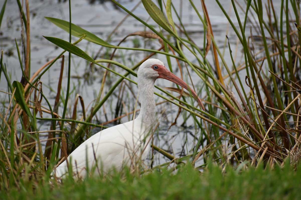 ibis bílý - ML642877571