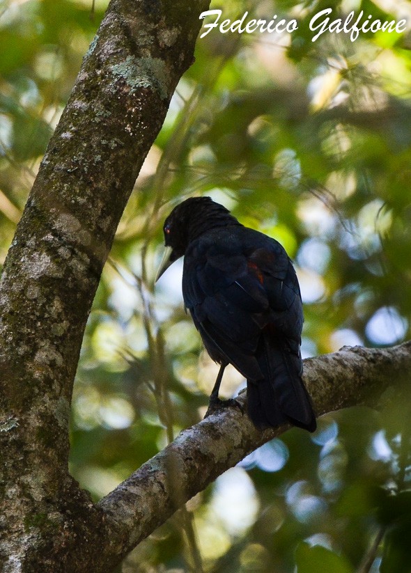 Red-rumped Cacique - ML642877573