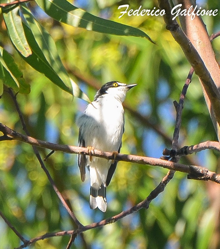 Hooded Tanager - ML642877590