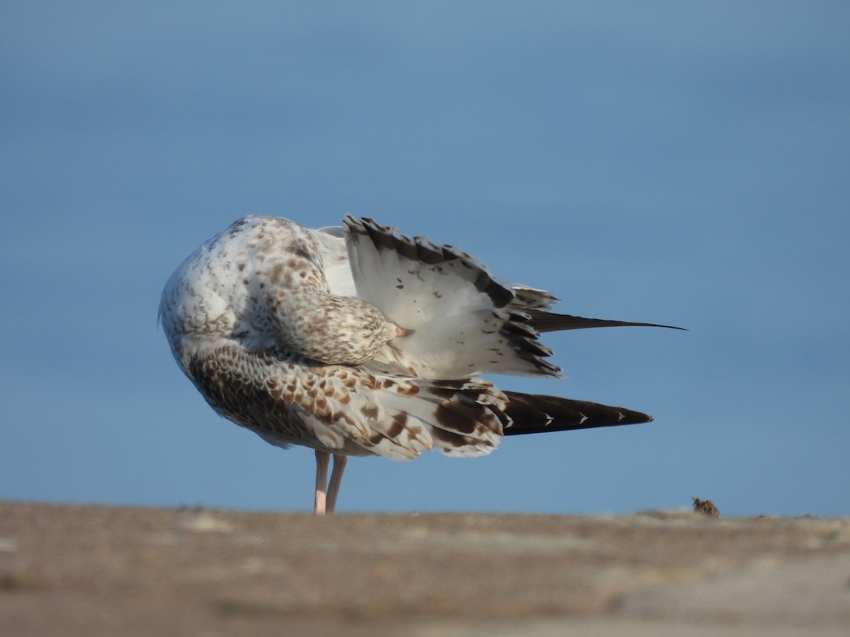 Ring-billed Gull - ML642877599