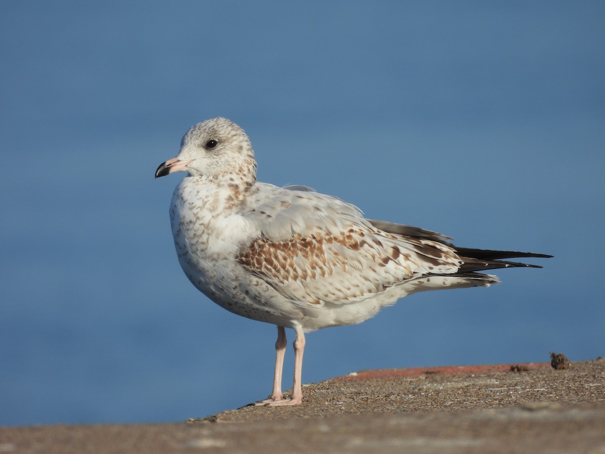 Ring-billed Gull - ML642877600