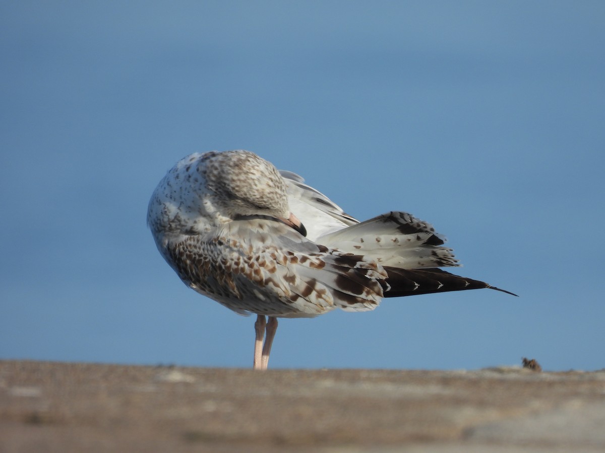 Ring-billed Gull - ML642877601