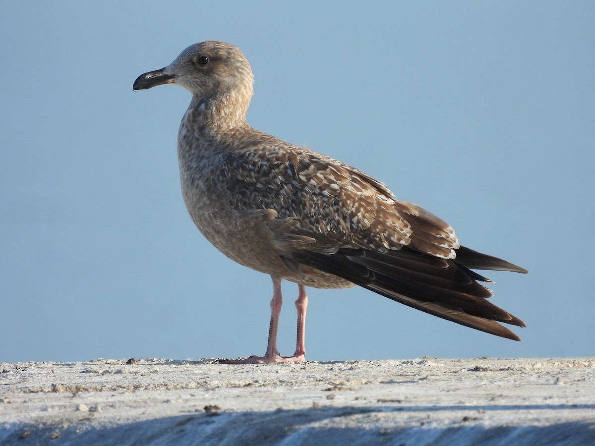 American Herring Gull - ML642877613
