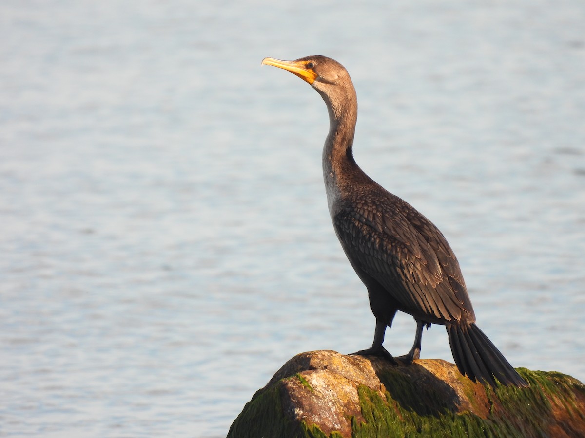 Double-crested Cormorant - ML642877622