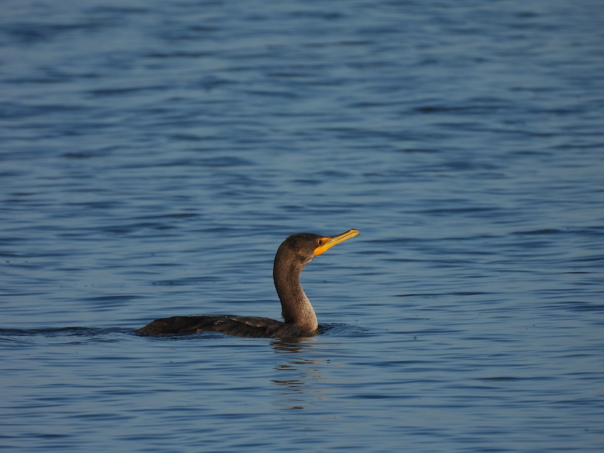 Double-crested Cormorant - ML642877623