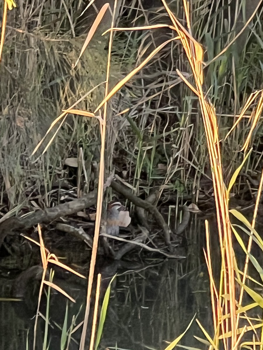 Buff-banded Rail - ML642877624