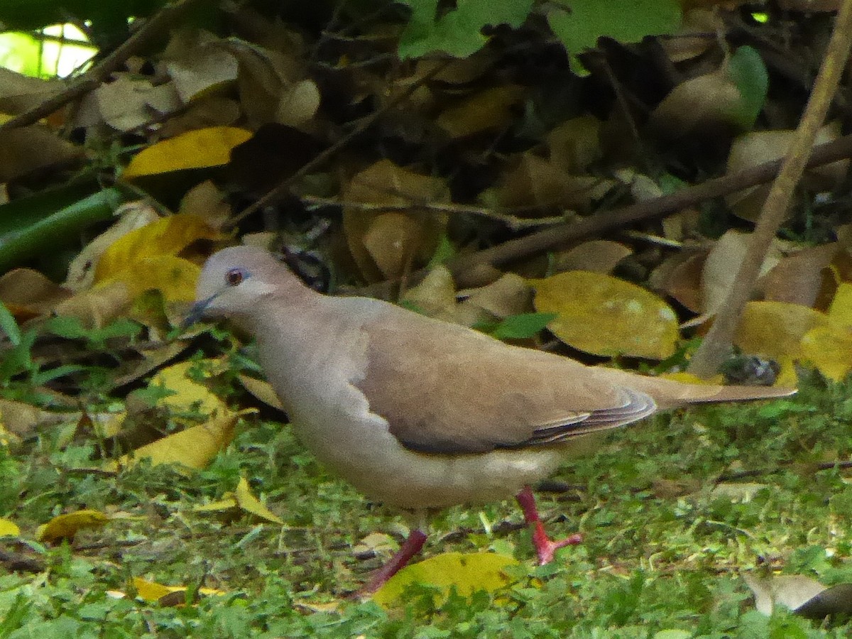 White-tipped Dove - ML642877629