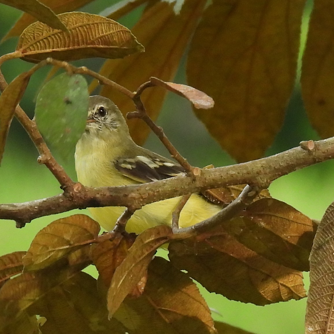 Yellow-crowned Tyrannulet - ML642877642