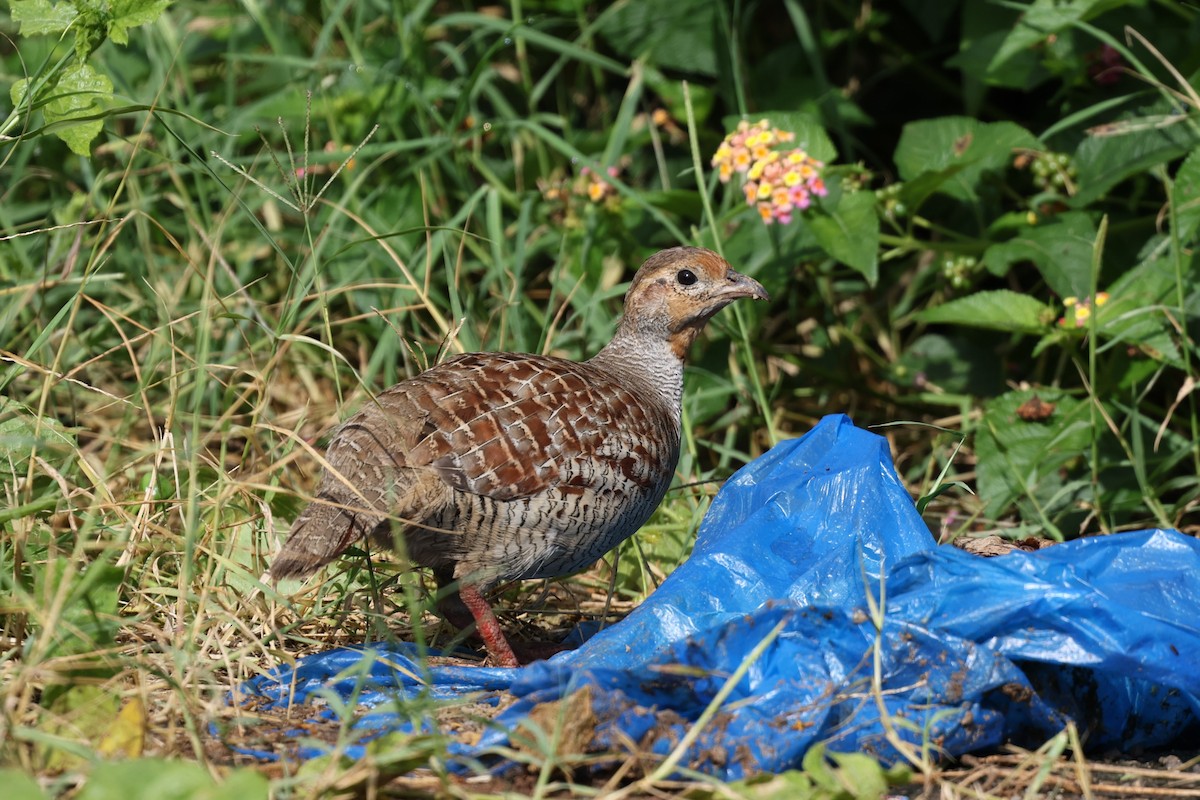 Gray Francolin - ML642877643