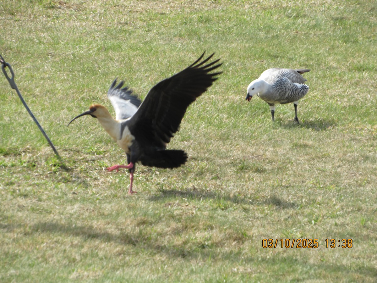 Black-faced Ibis - ML642877645
