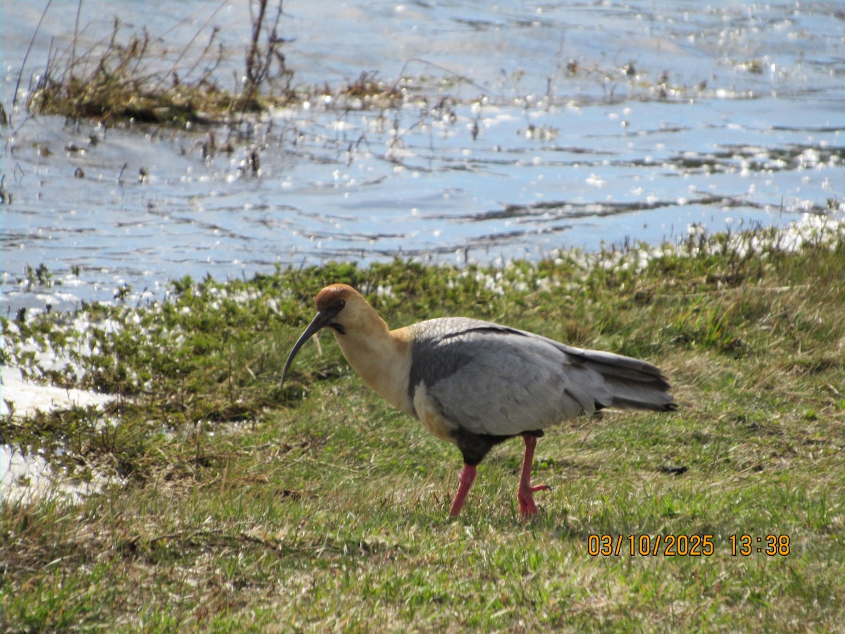 Black-faced Ibis - ML642877646