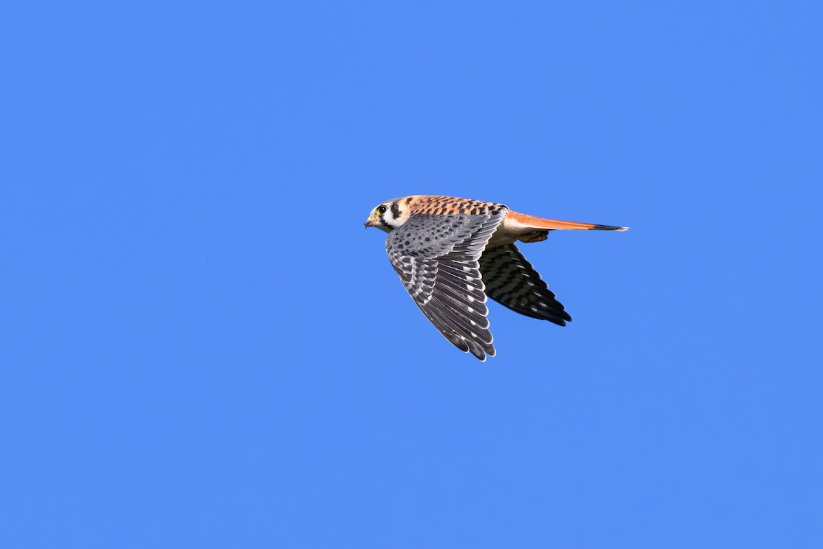 American Kestrel - ML642877652
