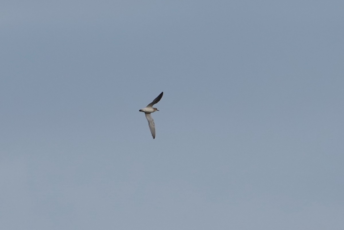 Caspian Plover - ML642877656