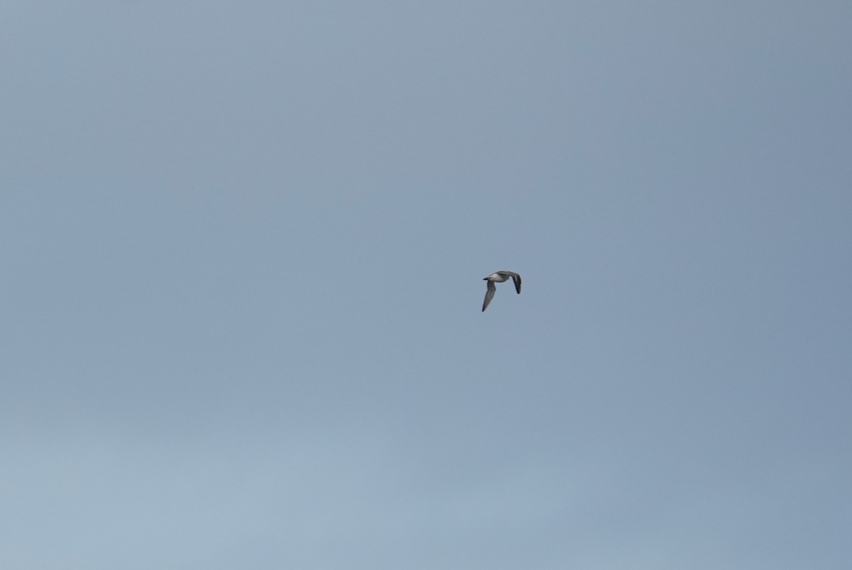 Caspian Plover - ML642877657