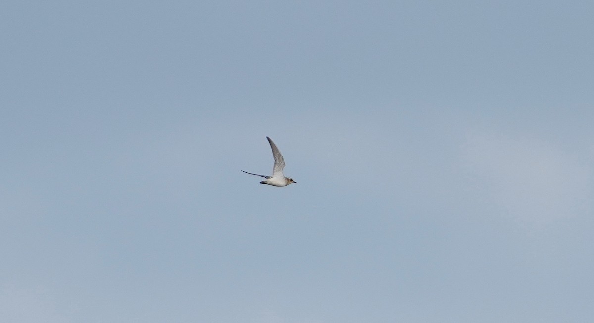 Caspian Plover - ML642877658