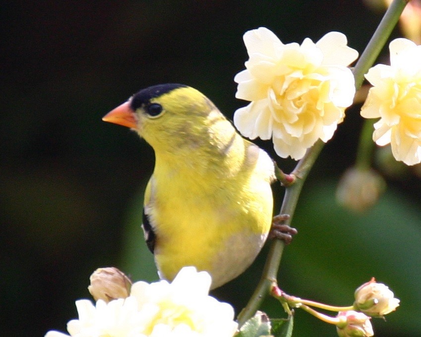 American Goldfinch - ML642877659