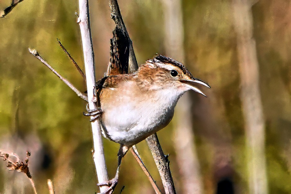 Marsh Wren - ML642877660