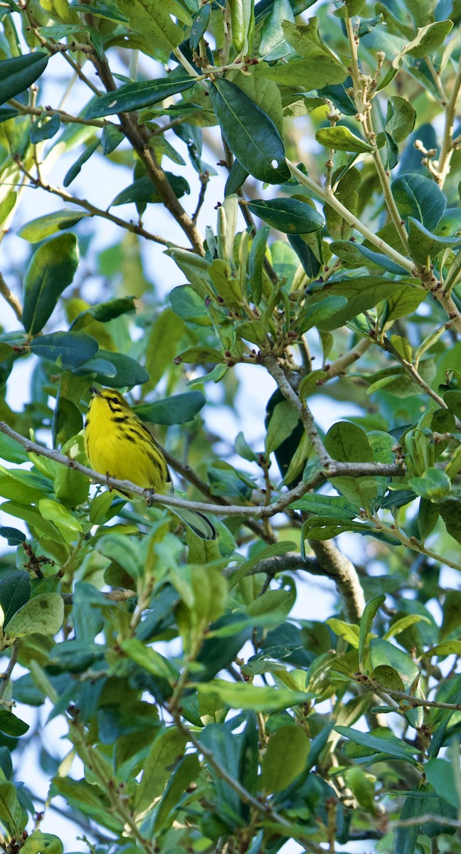 Prairie Warbler - ML642877690