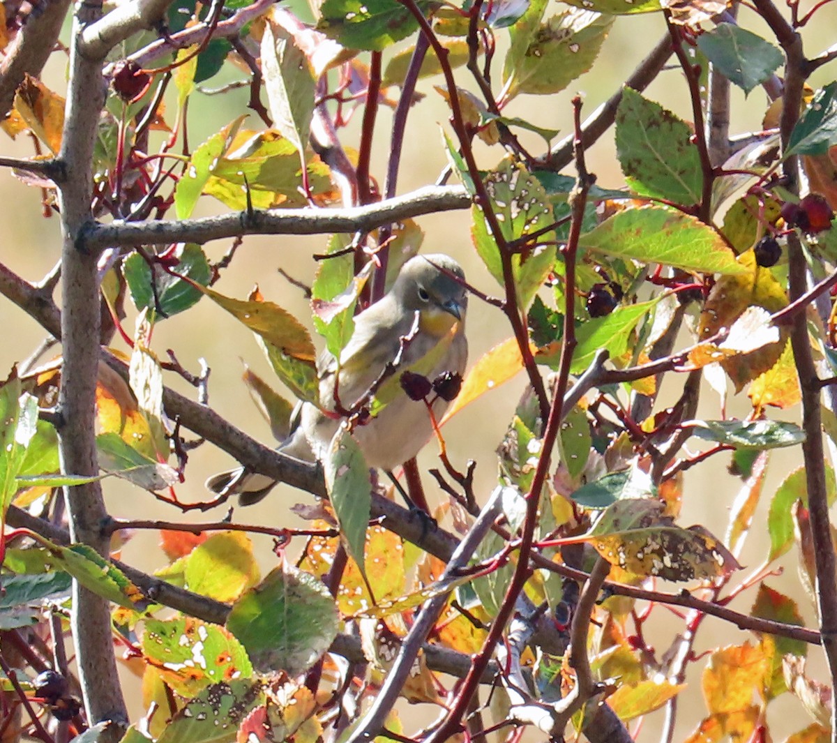 Yellow-rumped Warbler (Audubon's) - ML642877696