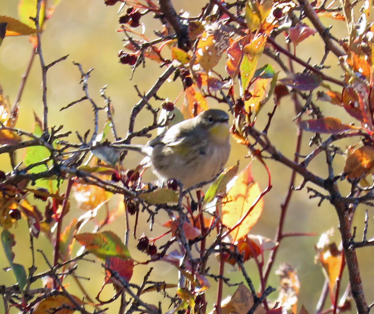 Yellow-rumped Warbler (Audubon's) - ML642877697