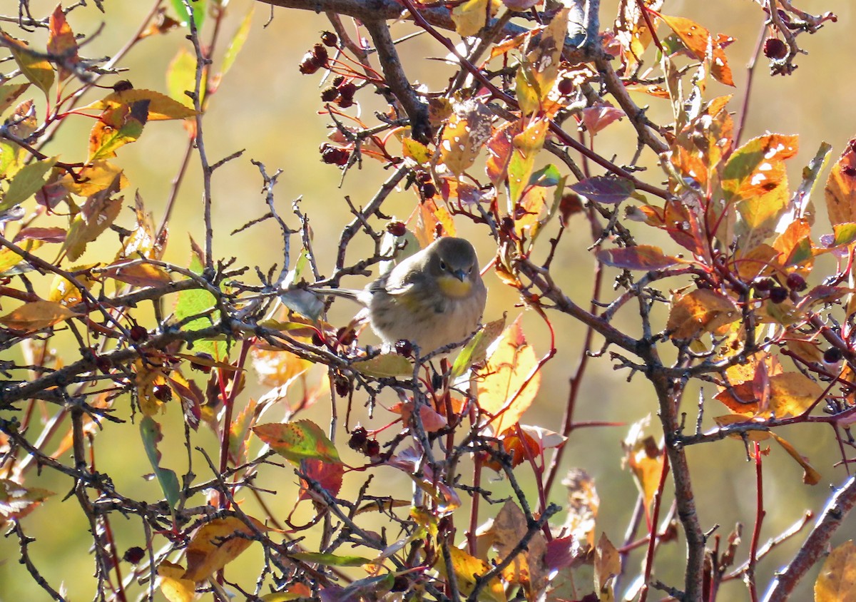Yellow-rumped Warbler (Audubon's) - ML642877698
