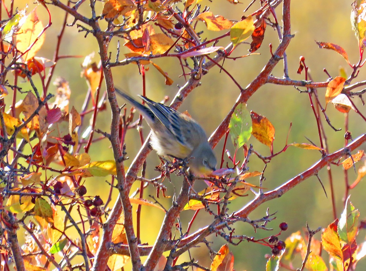Yellow-rumped Warbler (Audubon's) - ML642877699