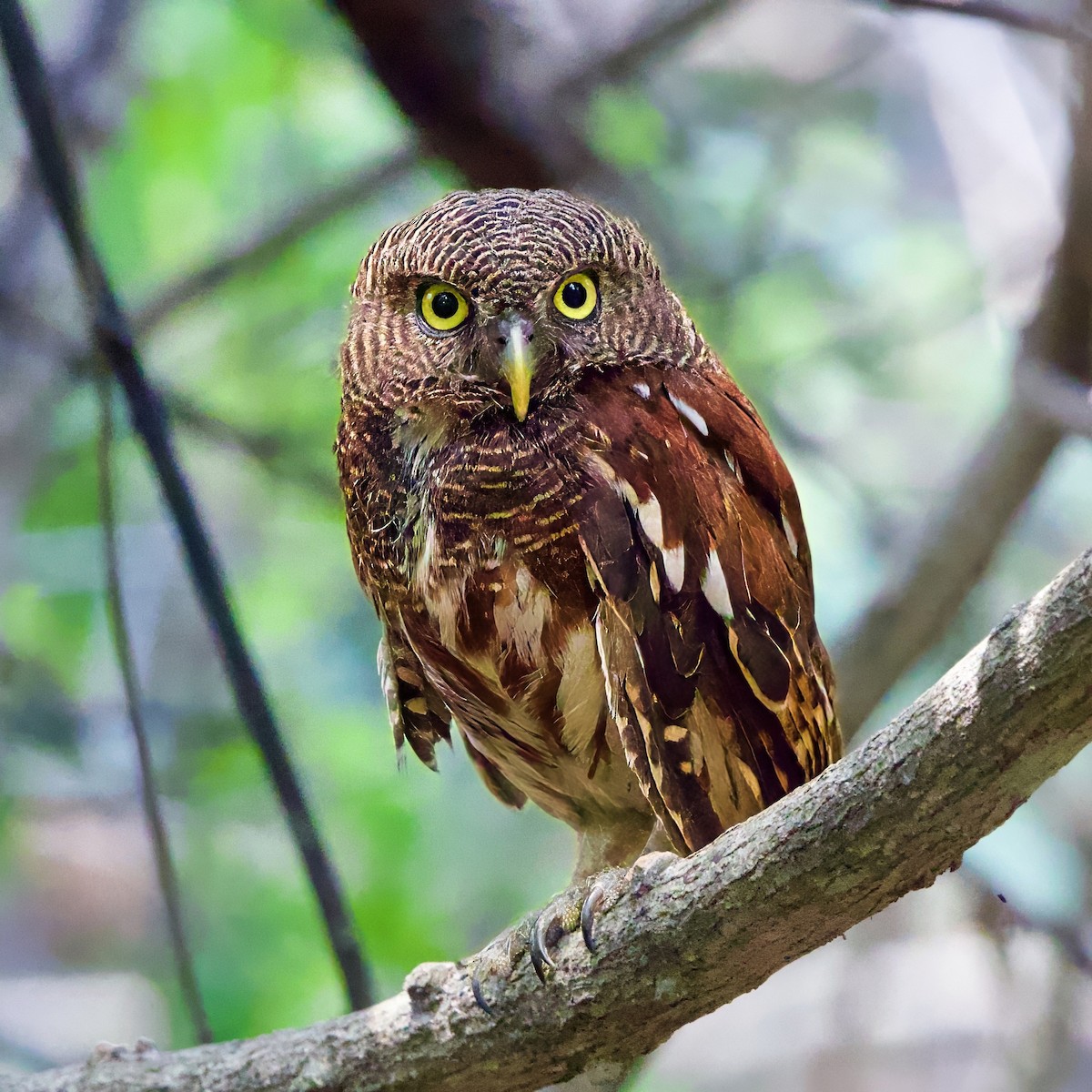 Javan Owlet - ML642877706