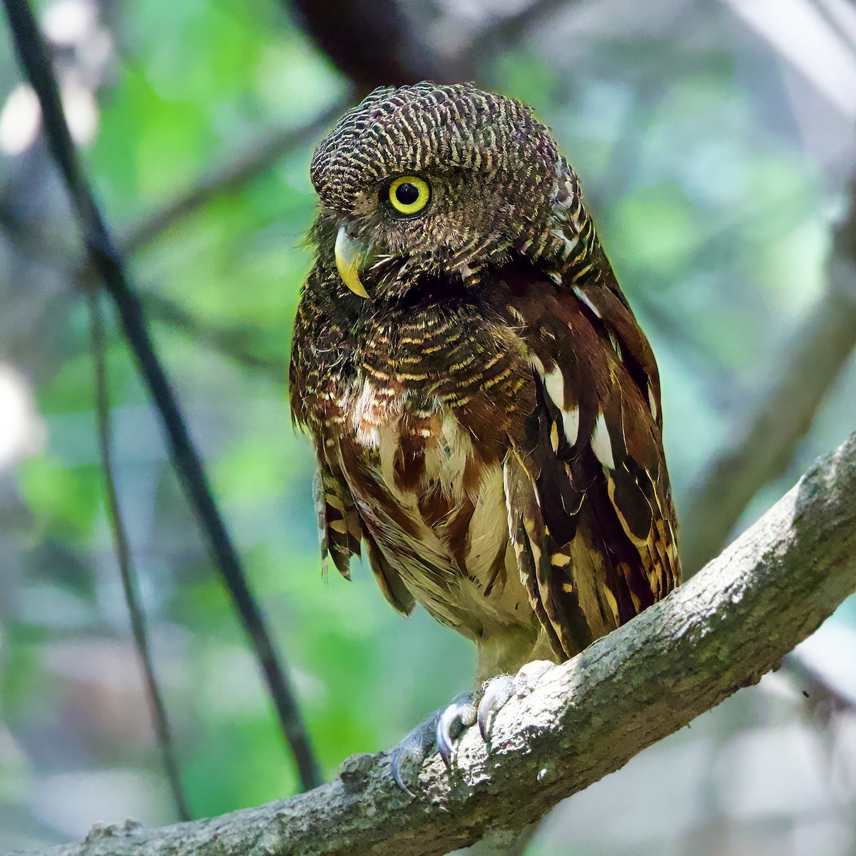 Javan Owlet - ML642877707
