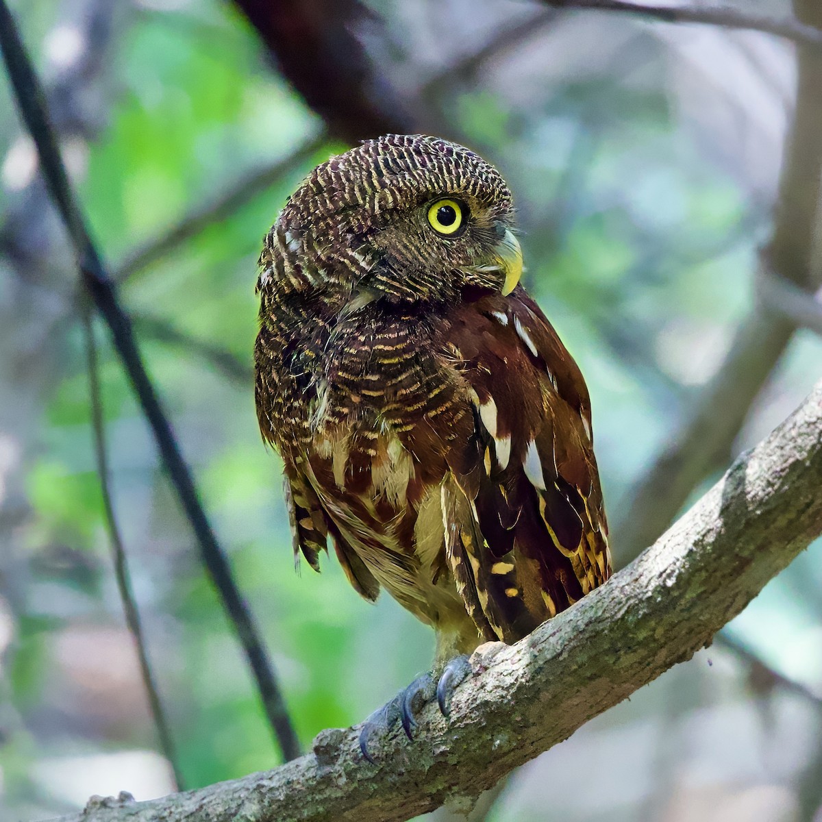 Javan Owlet - ML642877708