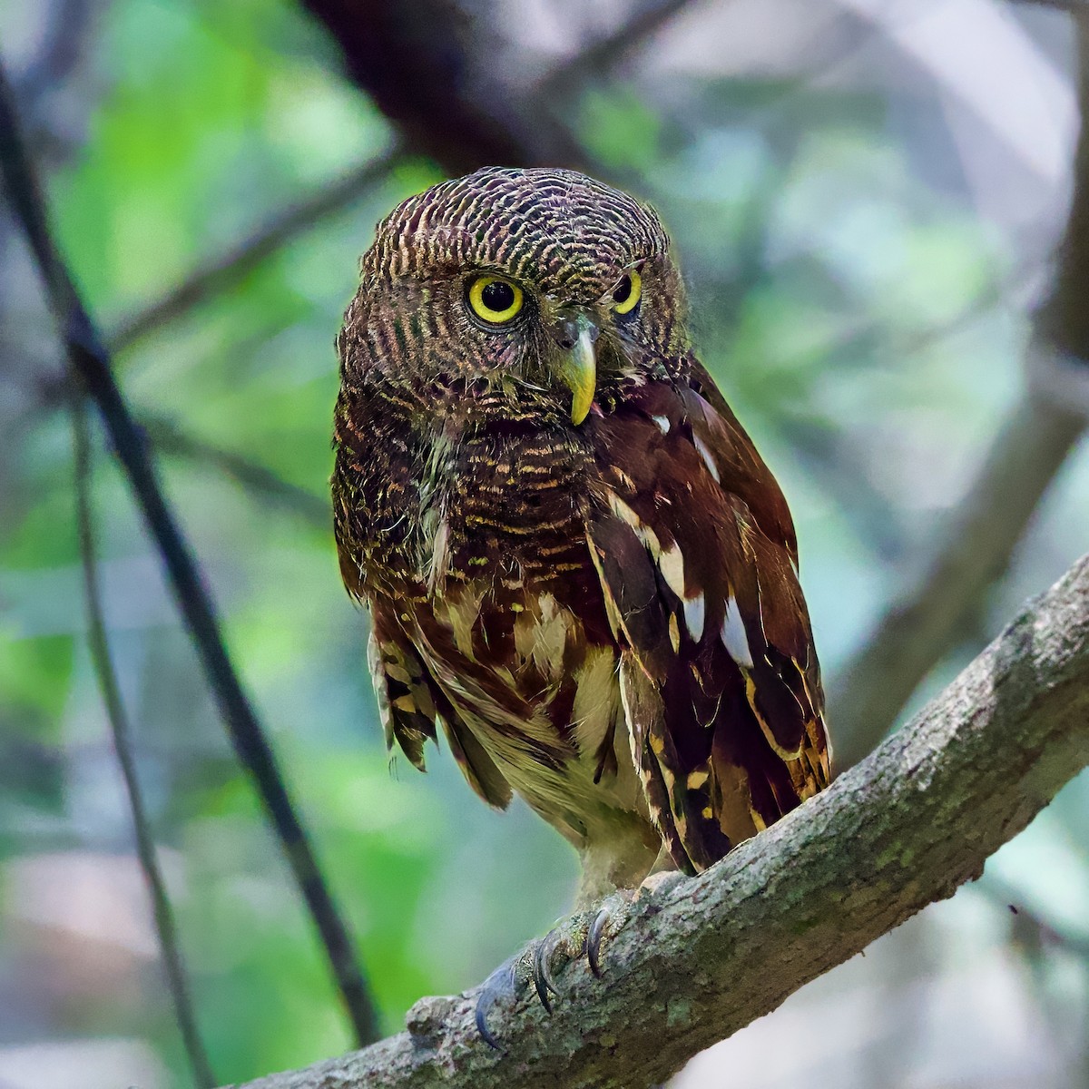 Javan Owlet - ML642877709