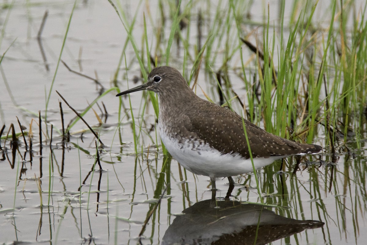 Waldwasserläufer - ML642877712