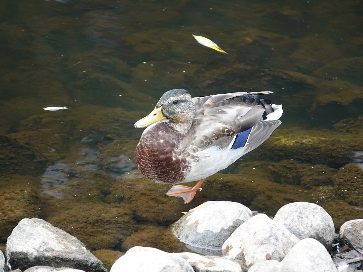 Mallard - ML642877719