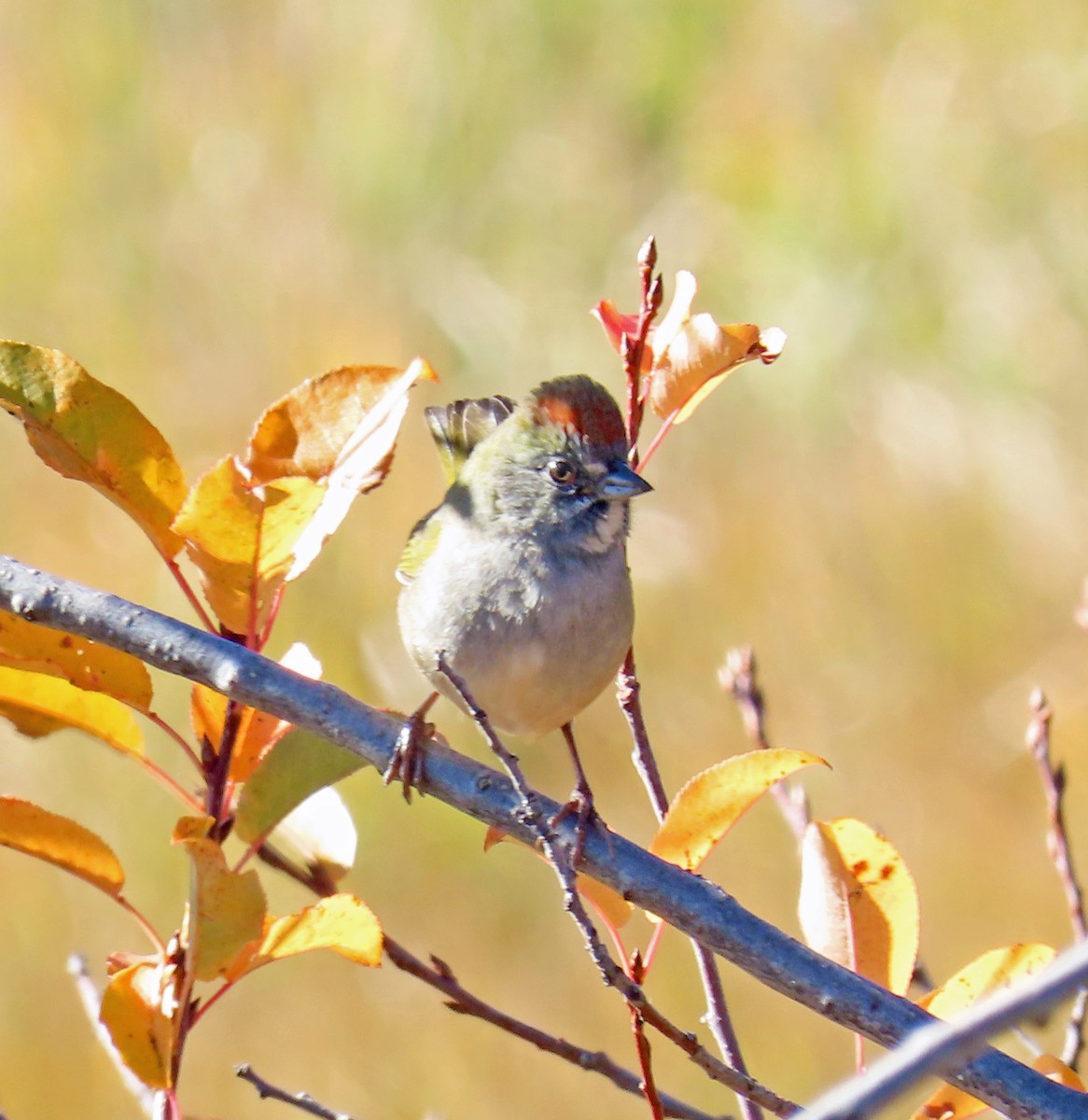 Green-tailed Towhee - ML642877731