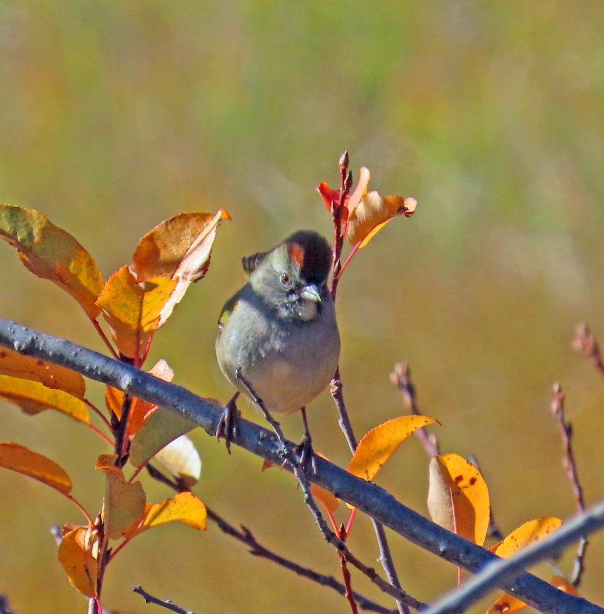 Green-tailed Towhee - ML642877732