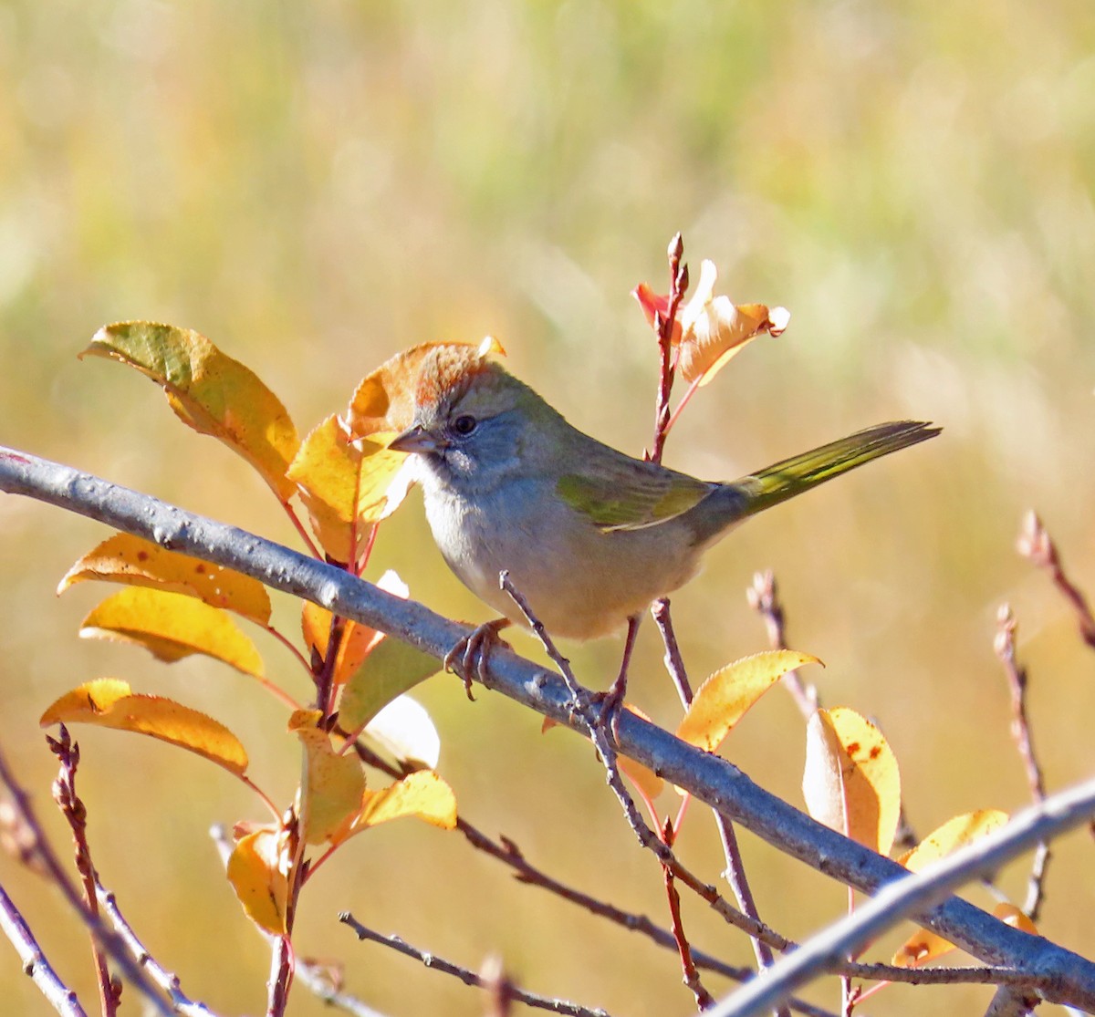Green-tailed Towhee - ML642877733