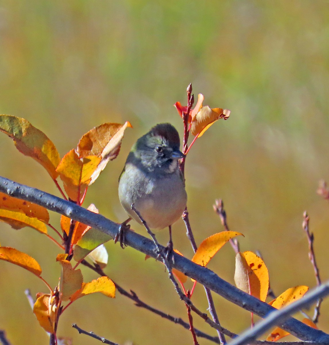 Green-tailed Towhee - ML642877734