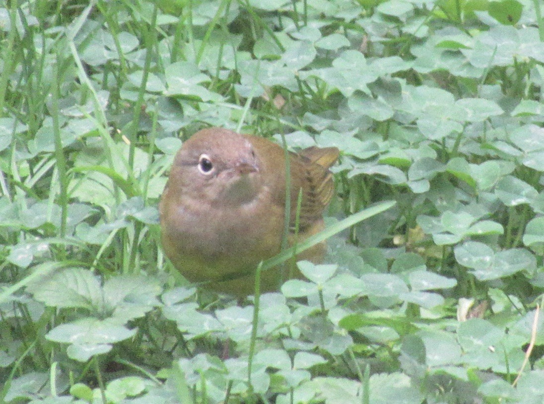 Connecticut Warbler - ML642877739