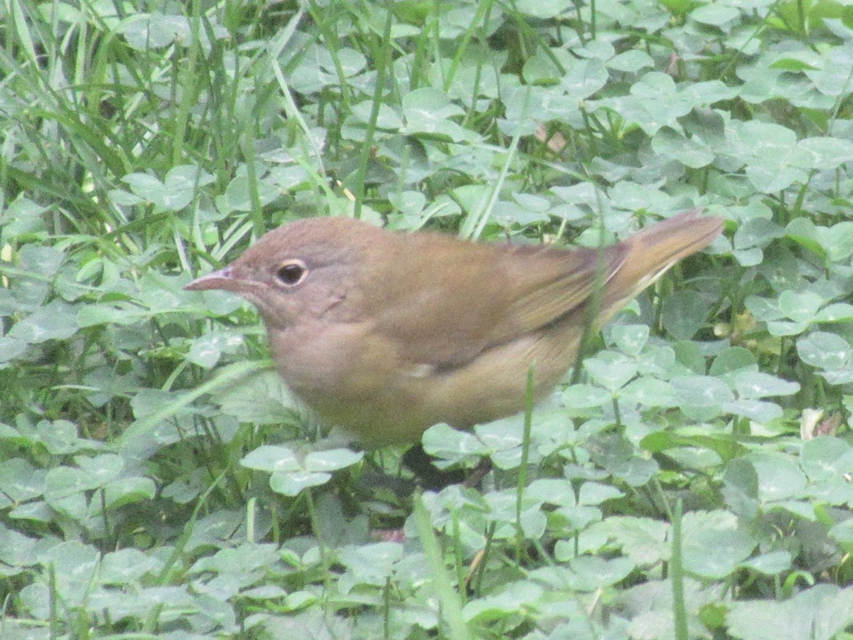 Connecticut Warbler - ML642877740