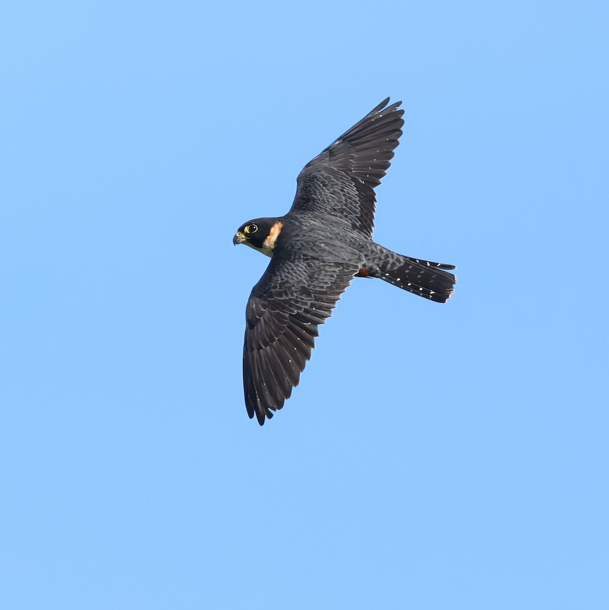 Bat Falcon - ML642877741