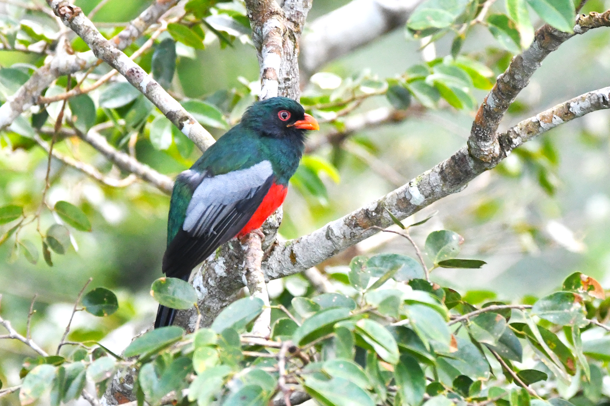 Schieferschwanztrogon - ML642877743