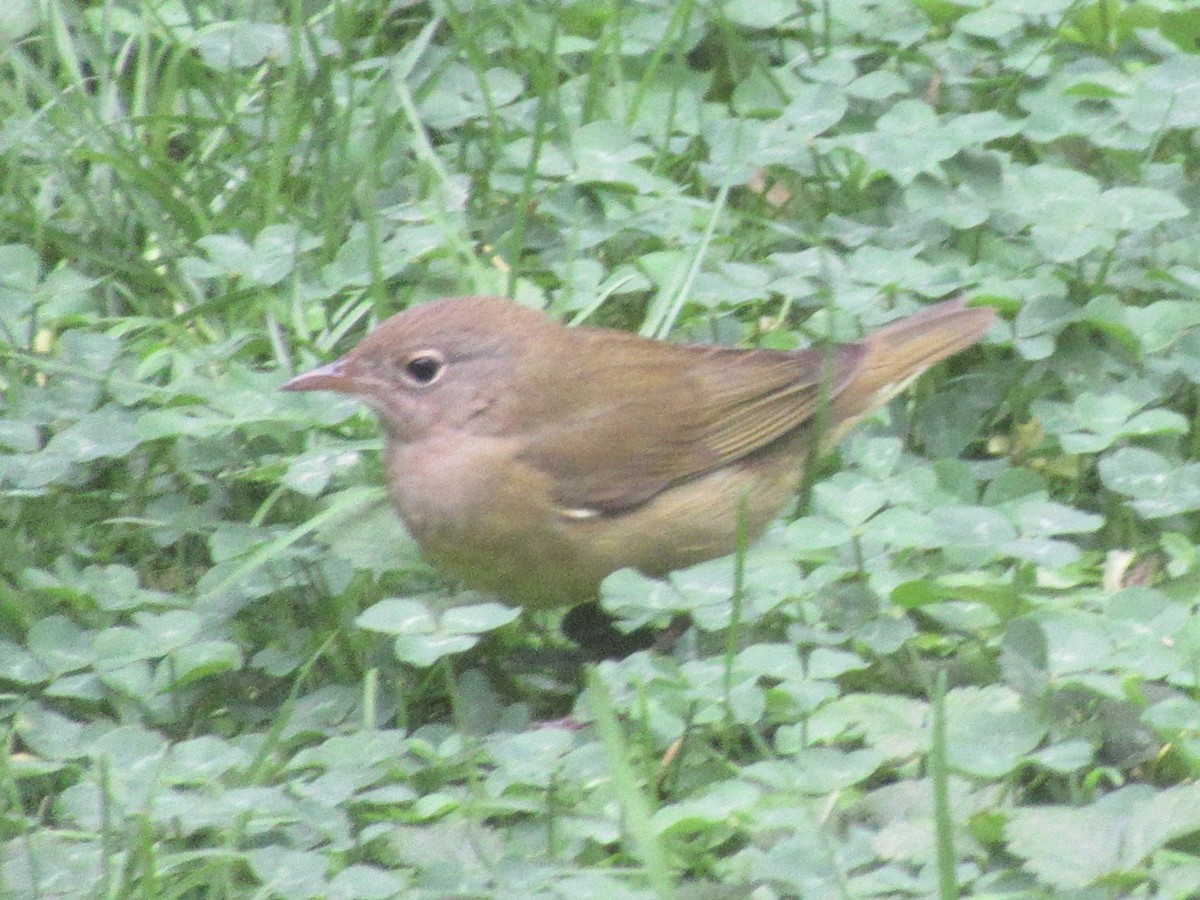 Connecticut Warbler - ML642877745