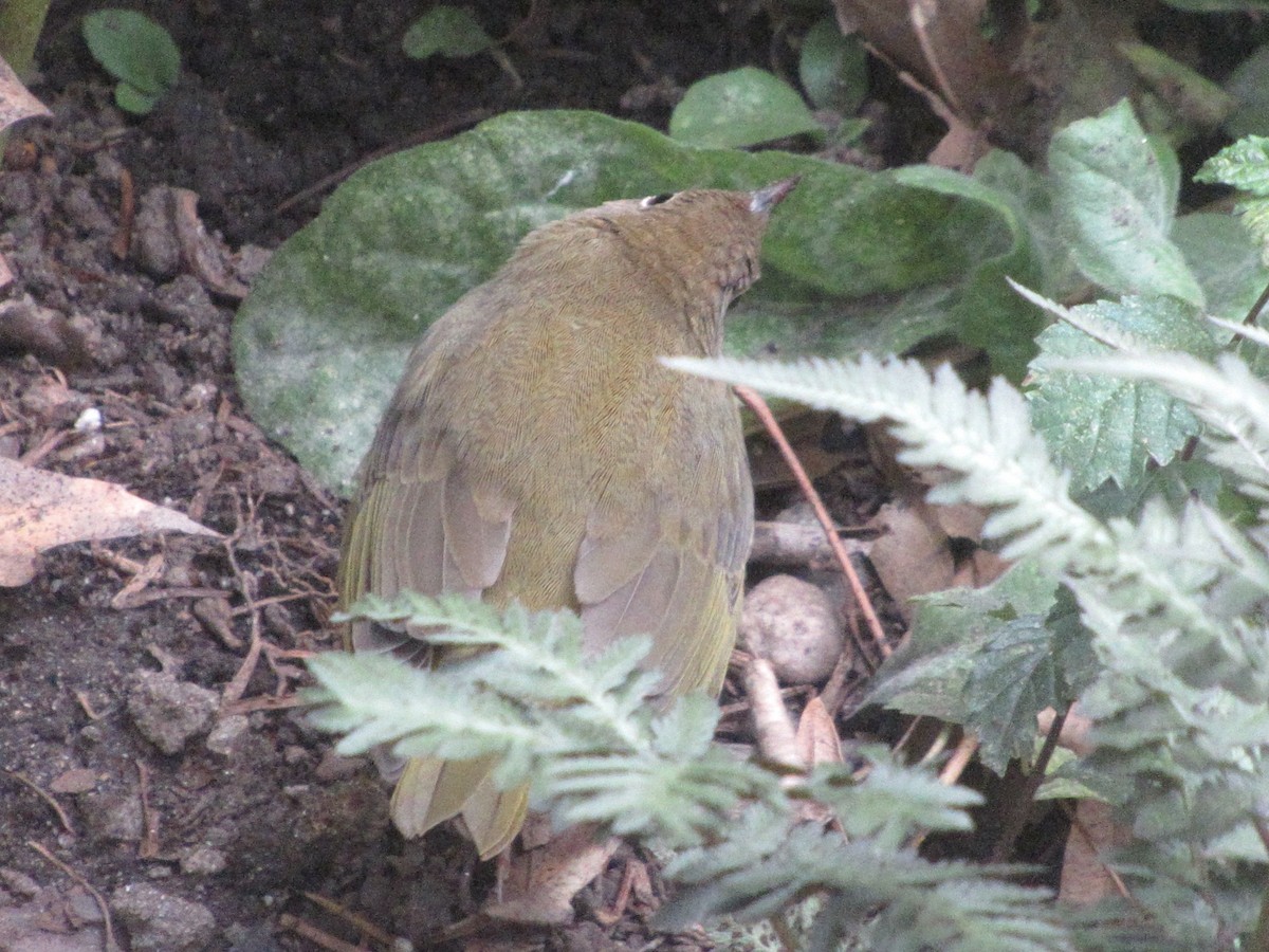 Connecticut Warbler - ML642877746