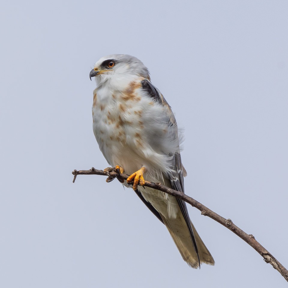 White-tailed Kite - ML642877747