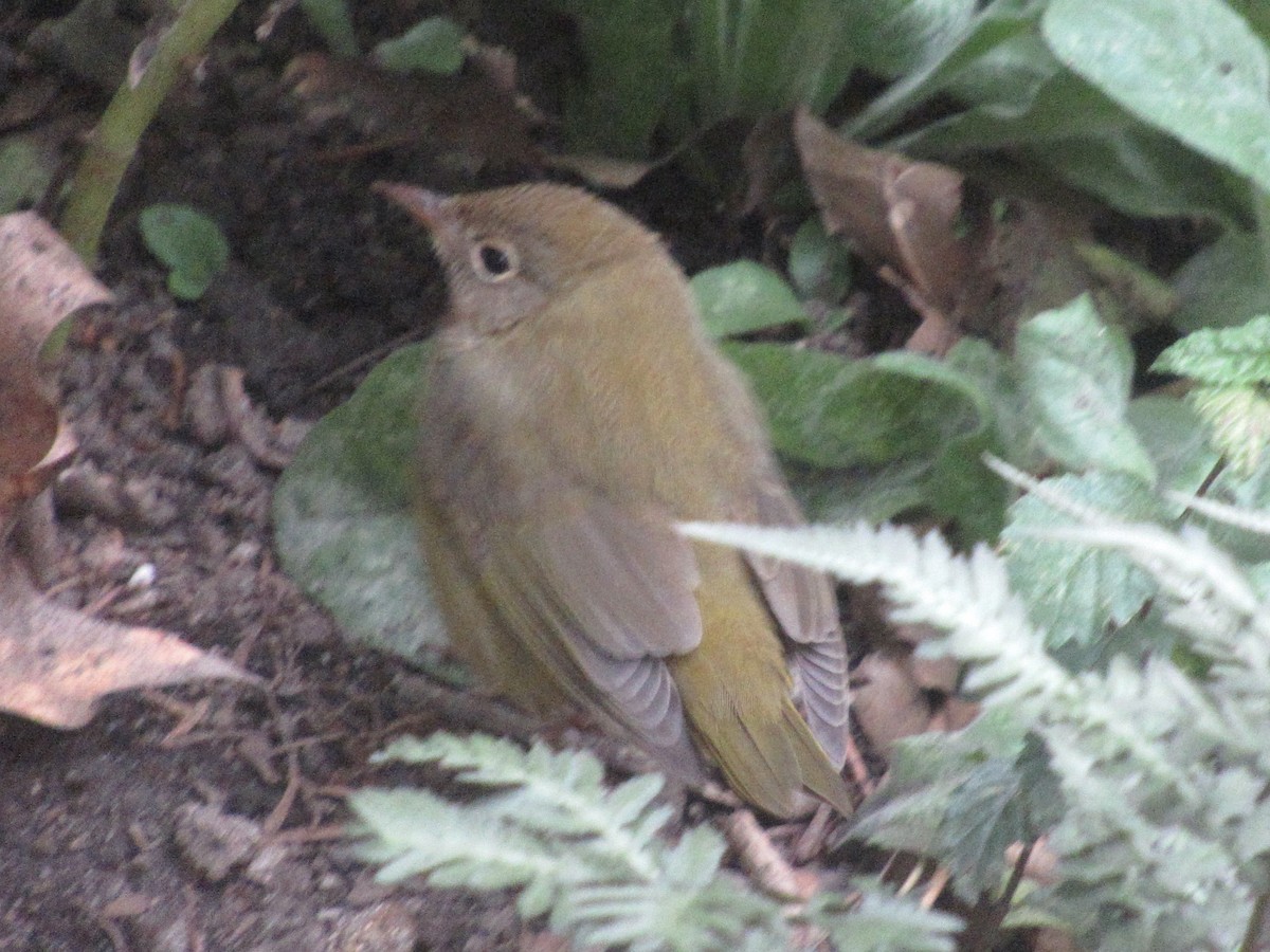 Connecticut Warbler - ML642877748