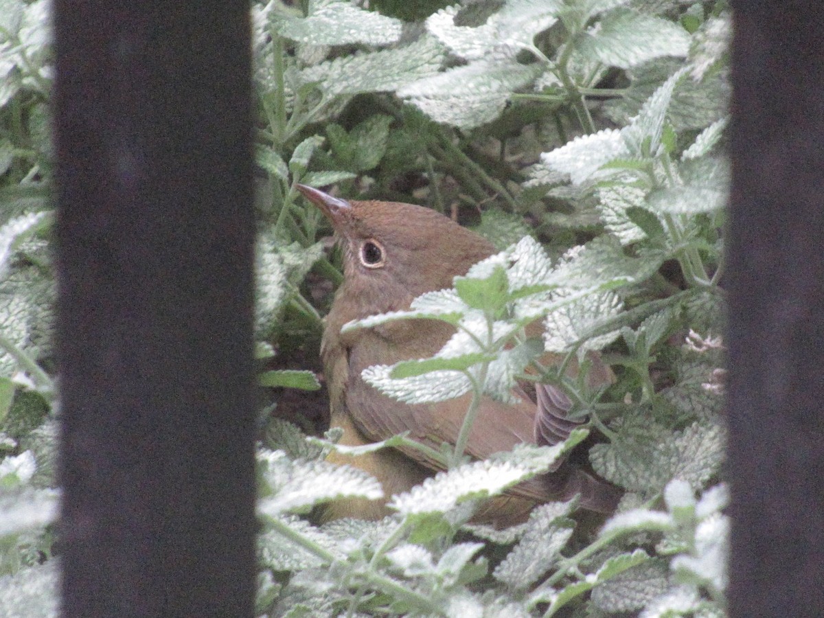 Connecticut Warbler - ML642877749