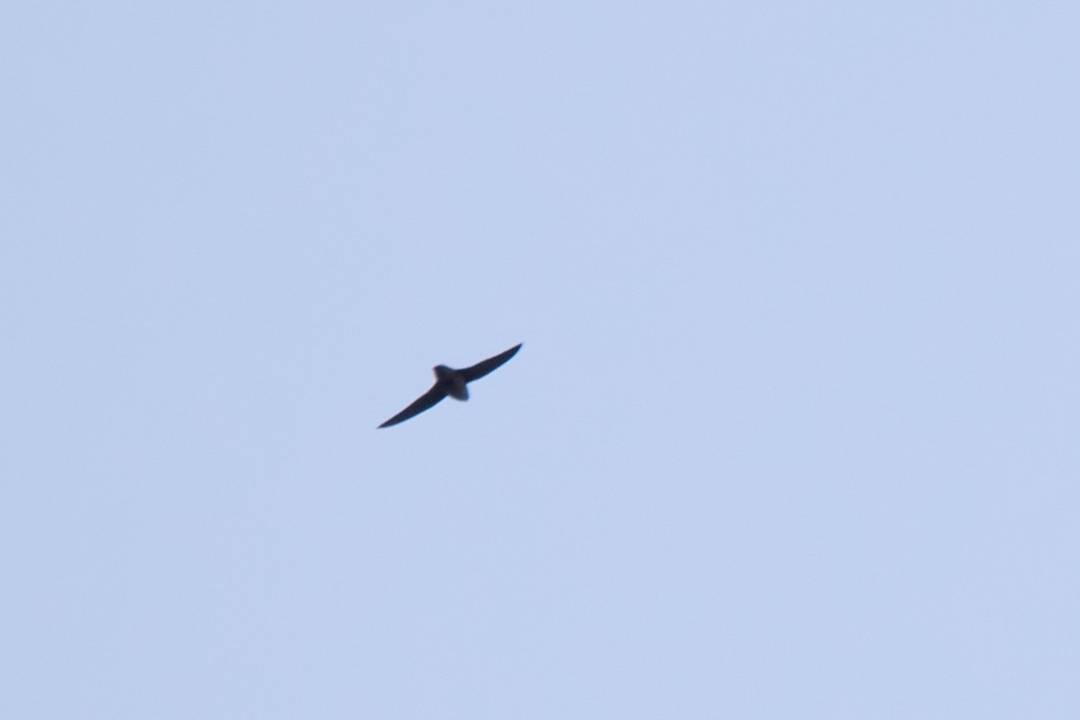 Vaux's Swift - ML642877754