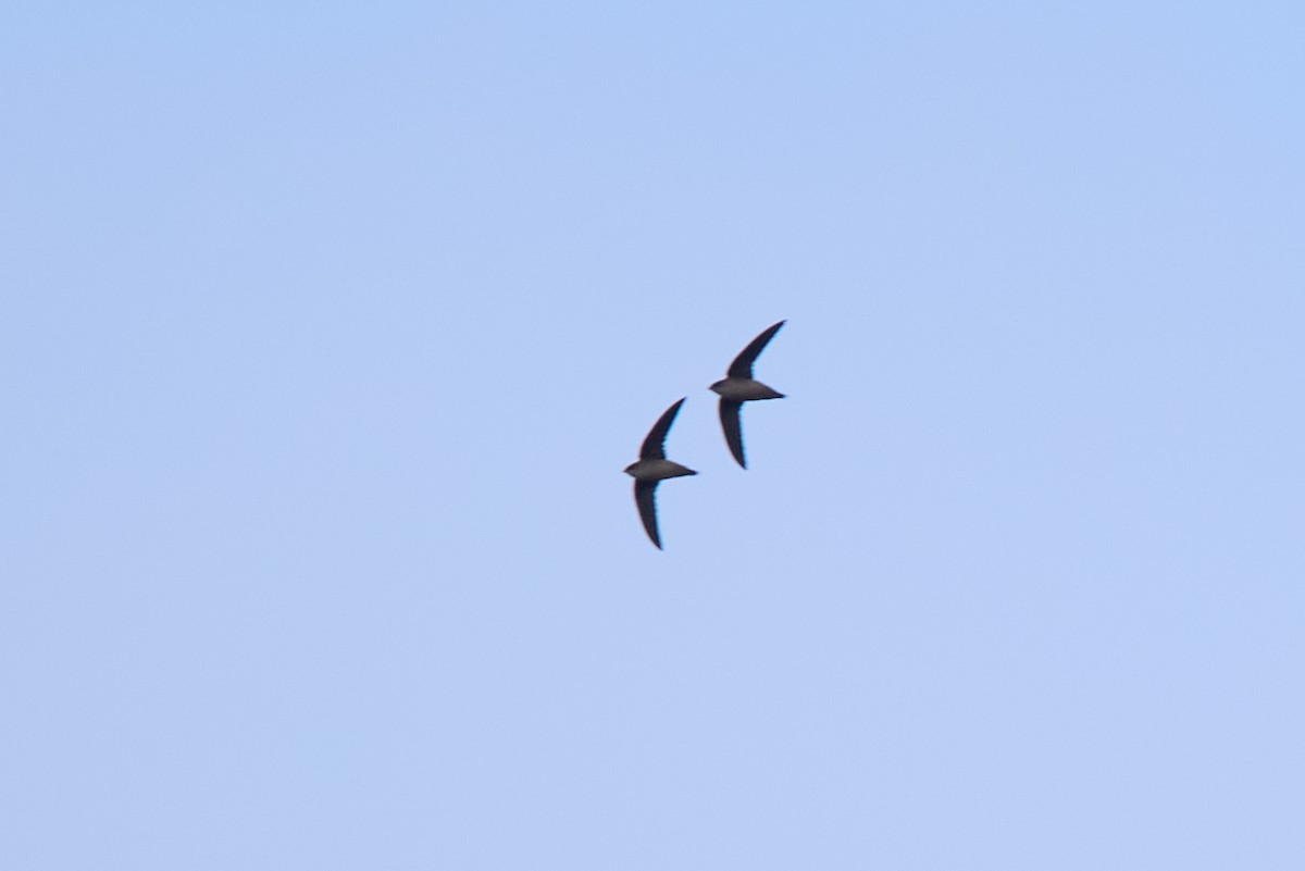 Vaux's Swift - ML642877755
