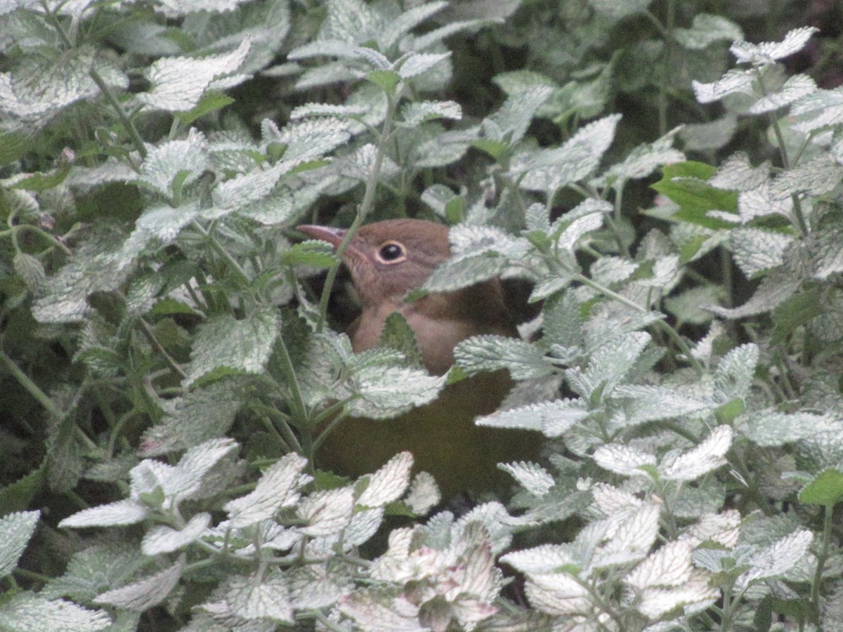 Connecticut Warbler - ML642877760