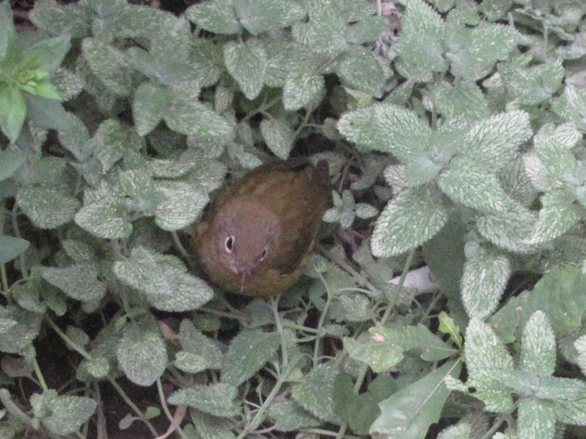 Connecticut Warbler - ML642877762