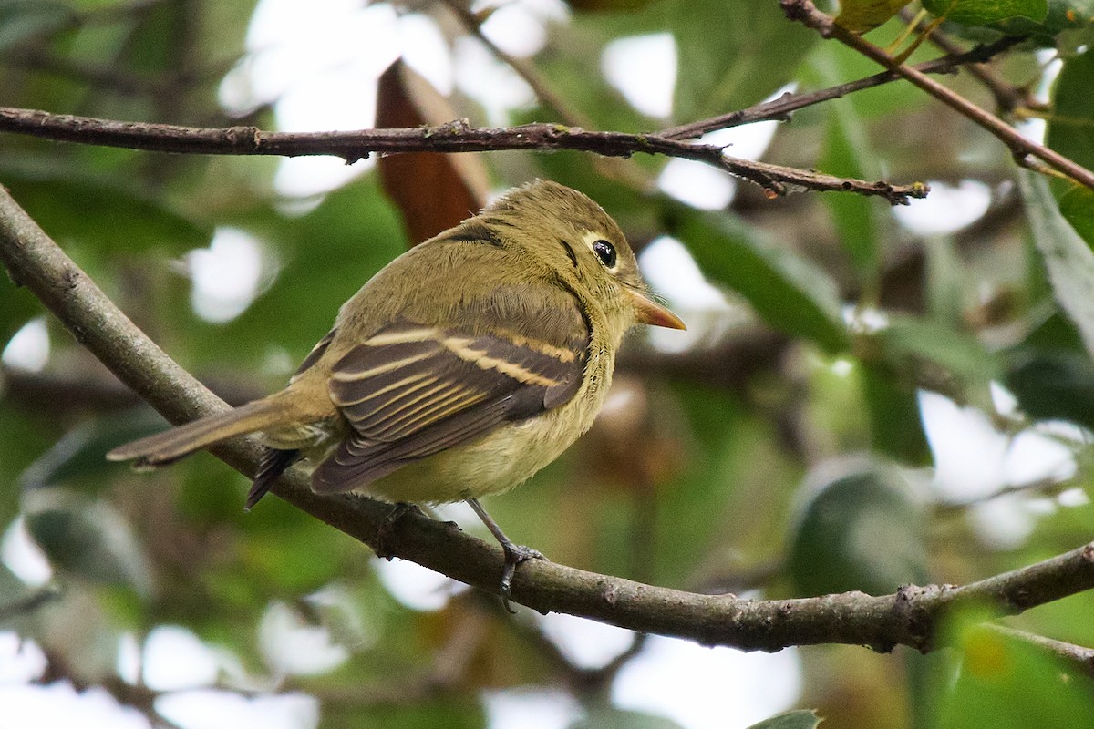 Western Flycatcher - ML642877768